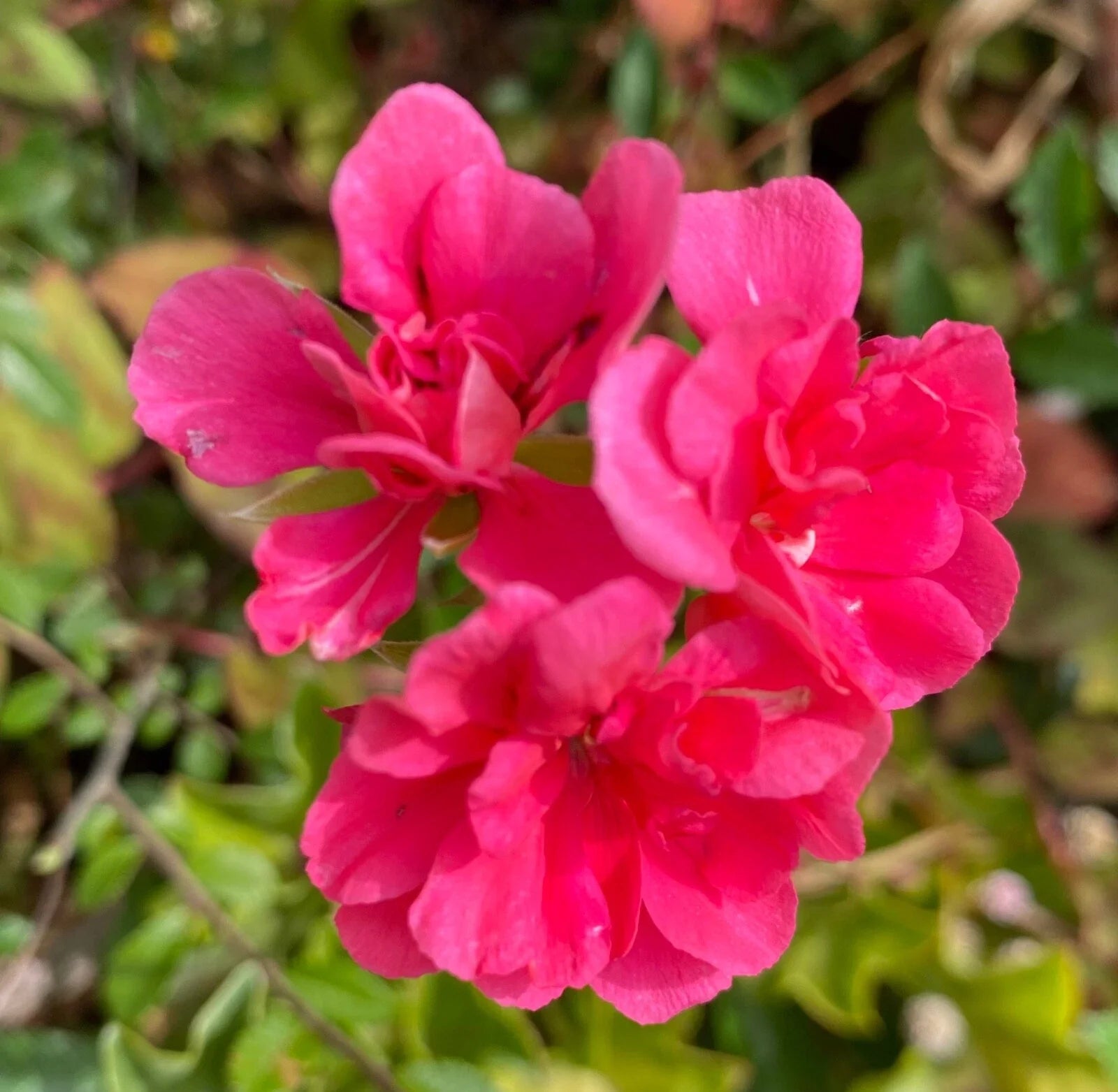 Fragrant Pink Flower Geranium Cuttings - 3 Rooting/Grafting Cuttings - Pelargonium spp. - Fast Shipping