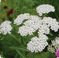 White Yarrow Seeds - 500+ Non-GMO Perennial Seeds - Achillea millefolium