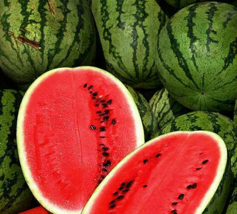 Sweet Watermelon Seeds 25+ Pack, Average Weight 25-35 lbs, Citrullus lanatus, Garden Fruit, Free Shipping