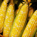 Ambrosia Sweet Corn Seeds - 30+ Count - Bicolor Yellow & White - Zea mays