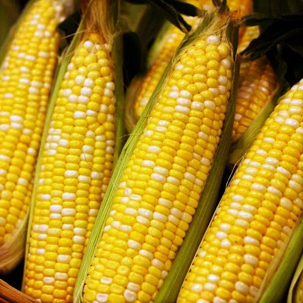 Ambrosia Sweet Corn Seeds - 30+ Count - Bicolor Yellow & White - Zea mays