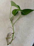 Golden Pothos Cutting – Live Rooted Indoor Plant – Easy Care – Epipremnum aureum