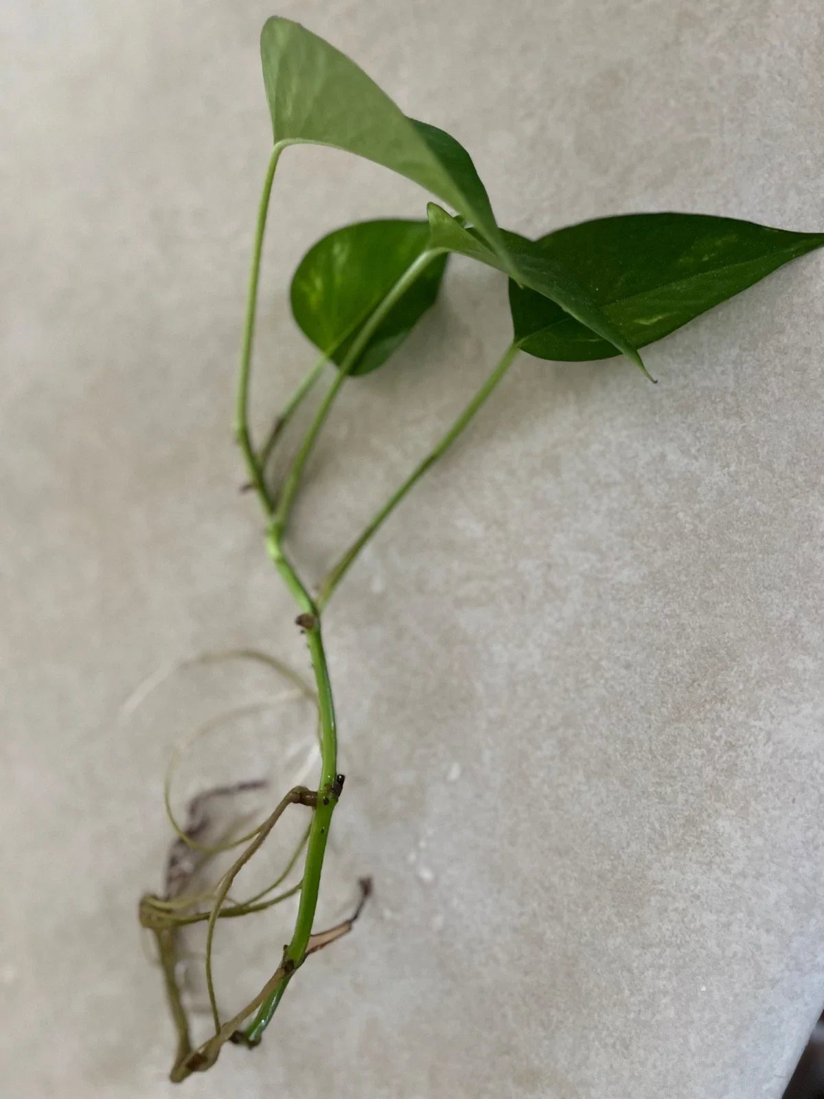 Golden Pothos Cutting – Live Rooted Indoor Plant – Easy Care – Epipremnum aureum