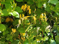 Osage Orange Tree Seeds - 20 Hedge Apple Seeds - Maclura Pomifera - Organic Seeds for Planting and Gardening