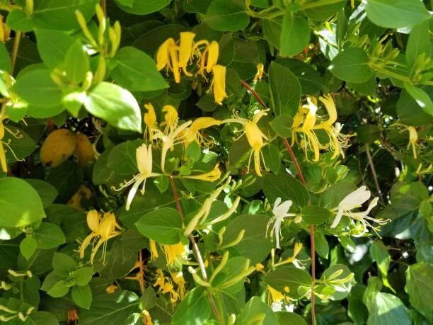 Osage Orange Tree Seeds - 20 Hedge Apple Seeds - Maclura Pomifera - Organic Seeds for Planting and Gardening
