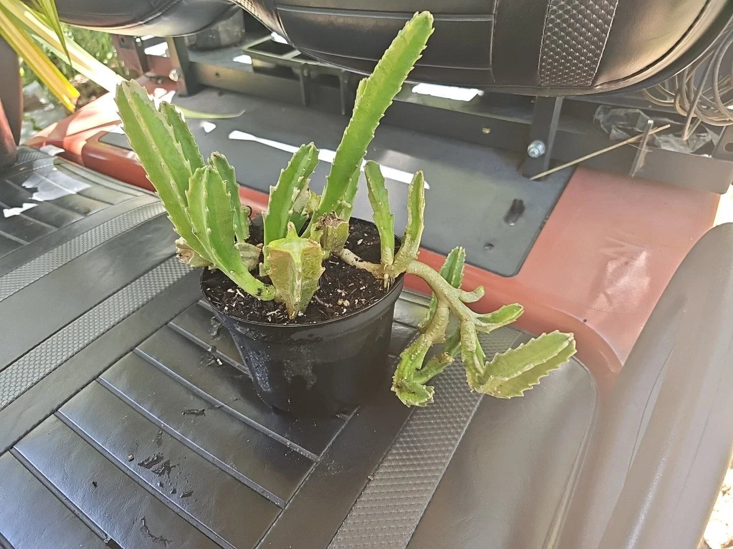 Stapelia gigantea Succulent 6" Pot Large Starfish Cactus Rare Plant