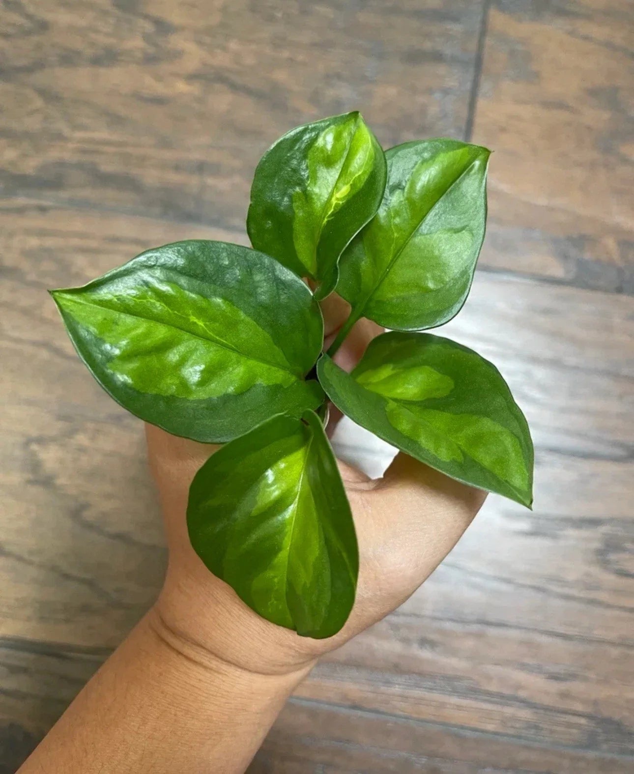 Global Green Pothos Cuttings (x5) - Epipremnum aureum - Indoor Plant Propagation, Houseplant, Easy Care, Green Foliage