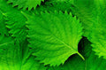 Green Shiso Seeds (100+ Seeds) - Tangy Japanese Herb for Planting, Sushi Bar Flavor, Perilla frutescens