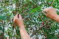 St Lucie Cherry Tree Seeds - 15 Pack, Greek Spice, Medicinal, Grafting (Prunus Mahaleb)