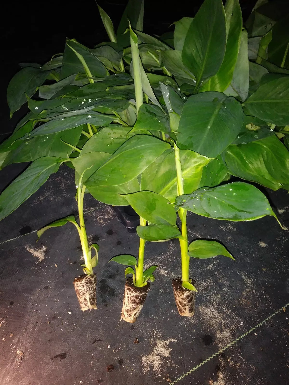 Goldfinger Banana Tree 8-12" Rare Pesticide-Free Musa Hybrid Healthy Plant