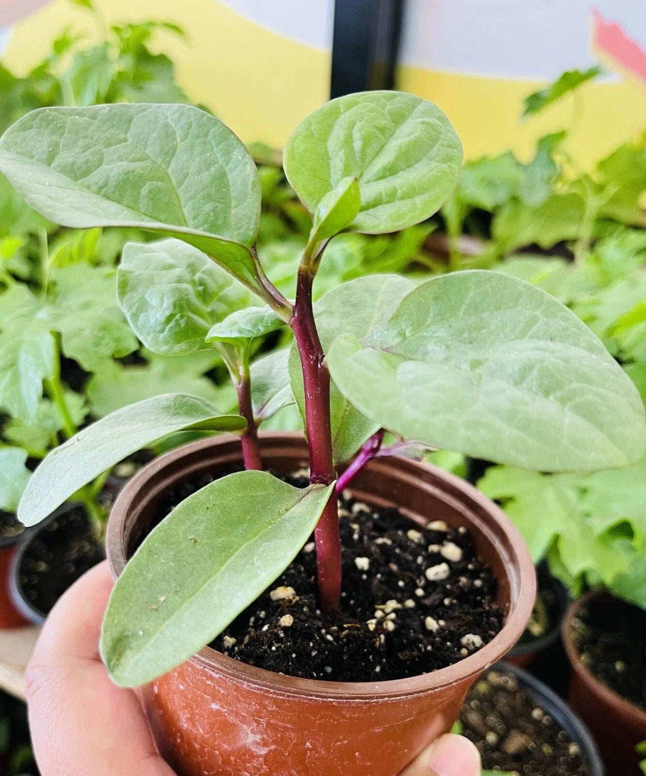 Red Malabar Spinach Seeds - 30+ Seeds, Mồng Tơi Đỏ, Basella alba, Buy 2 Get 1 Free (Add 2)