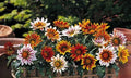 Gazania Plants, 10 Baby Plugs, New Day Tiger Mix, Drought Tolerant, Heat Tolerant, Gazania rigens