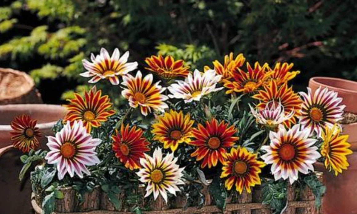 Gazania Plants, 10 Baby Plugs, New Day Tiger Mix, Drought Tolerant, Heat Tolerant, Gazania rigens