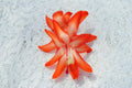 Christmas Cactus Starter Plant - Desert Sun - Schlumbergera Truncata - Well Rooted, Healthy Plant for Home Decor or Gifting