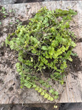 Golden Creeping Jenny Moneywort 10 Bare Root Live Plants Ground Cover Lysimachia nummularia