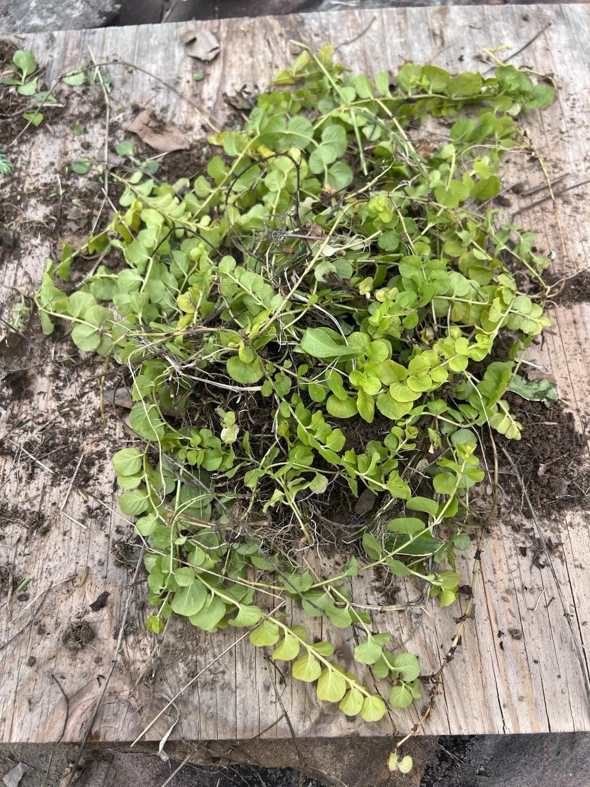 Golden Creeping Jenny Moneywort 10 Bare Root Live Plants Ground Cover Lysimachia nummularia