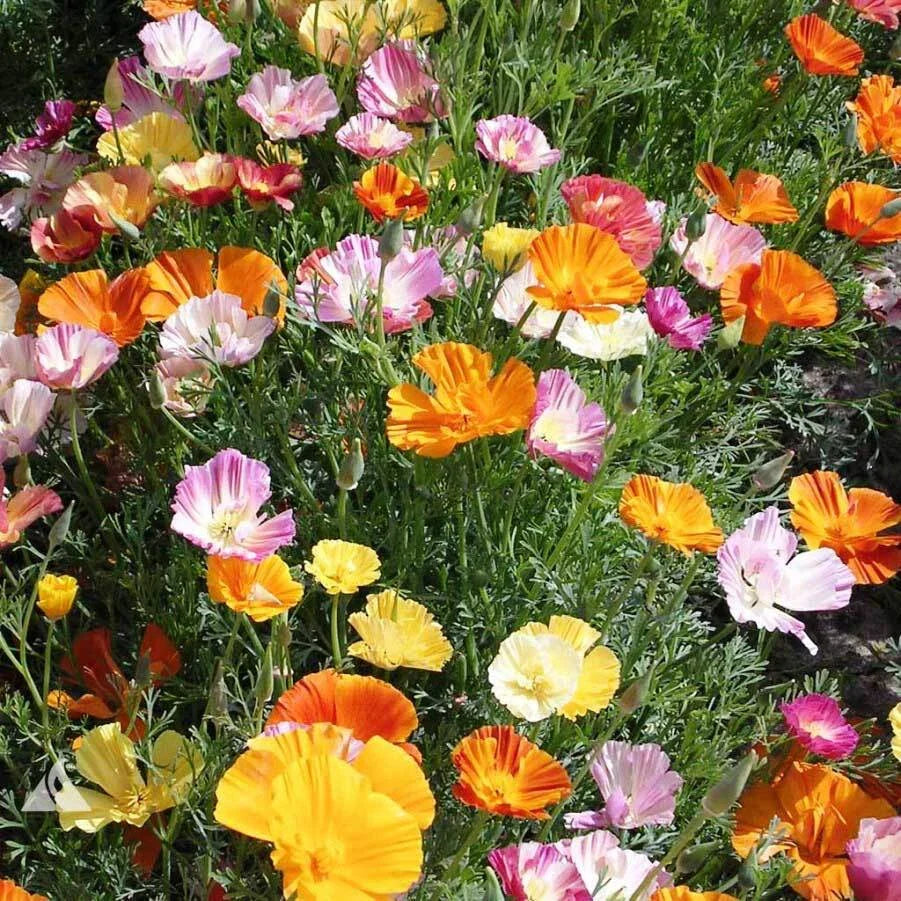 California Poppy Seeds - Ballerina Mix - 200 to 4,000 Seeds - Eschscholzia californica - Free Shipping