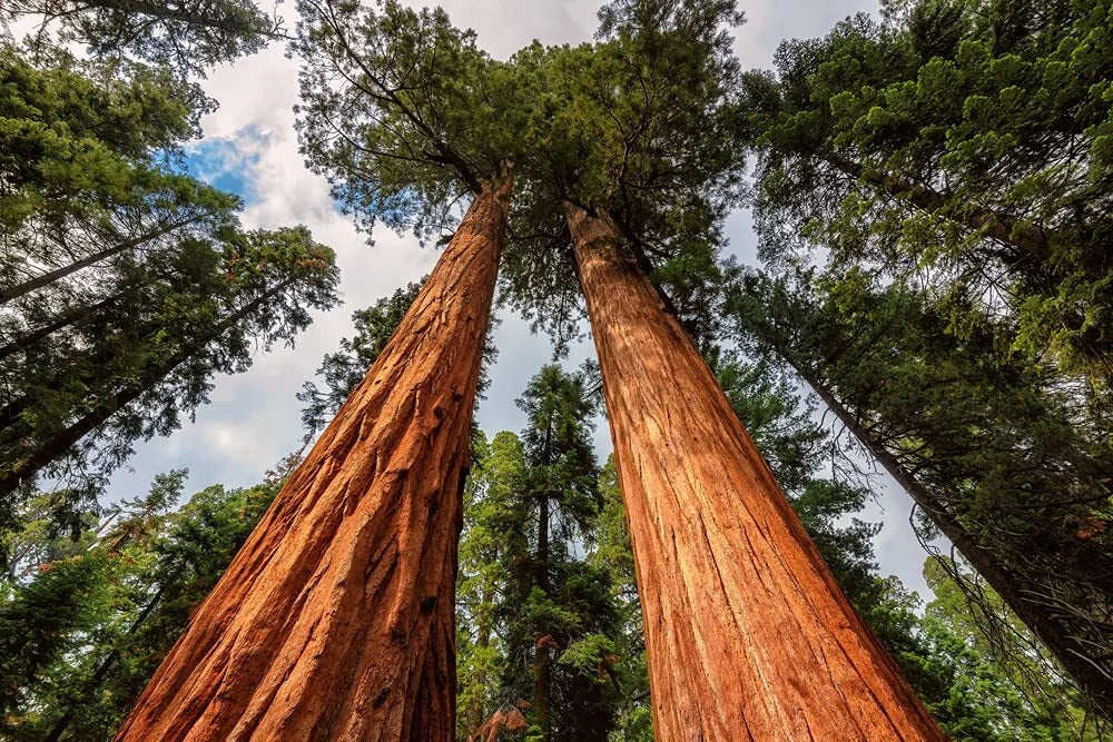 Redwood Sequoia Tree Seeds - 25 Seeds - Sequoia Bonsai - Sequoiadendron giganteum - Ships from USA