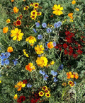 Wildflower Seed Mix - Low Growing Perennials - Non-GMO Short Flowers - 1000+ Seeds - USA Native