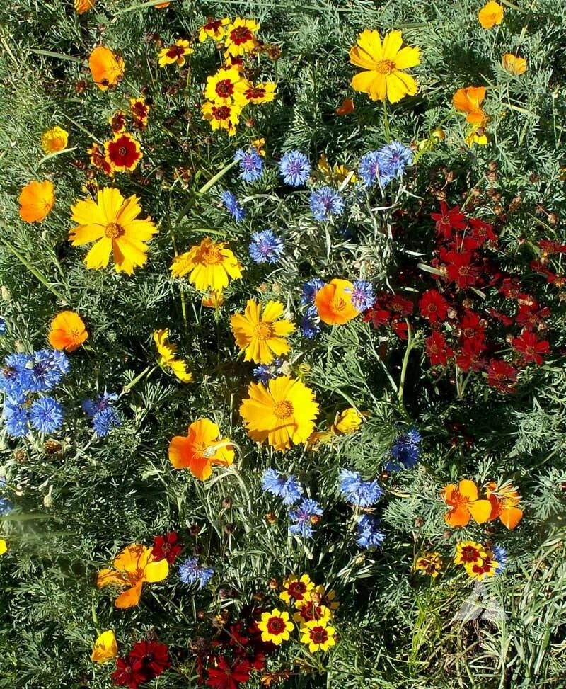 Wildflower Seed Mix - Low Growing Perennials - Non-GMO Short Flowers - 1000+ Seeds - USA Native