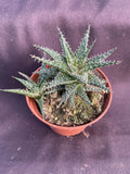 Dwarf Aloe Plant 3" Pot - Aloe haworthioides Rooted Succulent