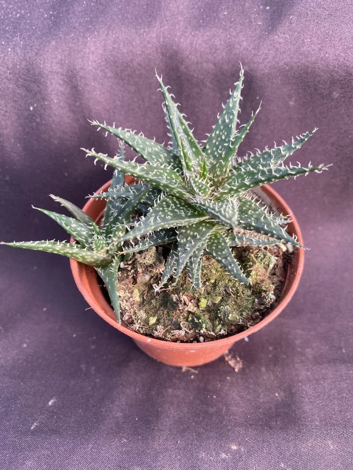 Dwarf Aloe Plant 3" Pot - Aloe haworthioides Rooted Succulent
