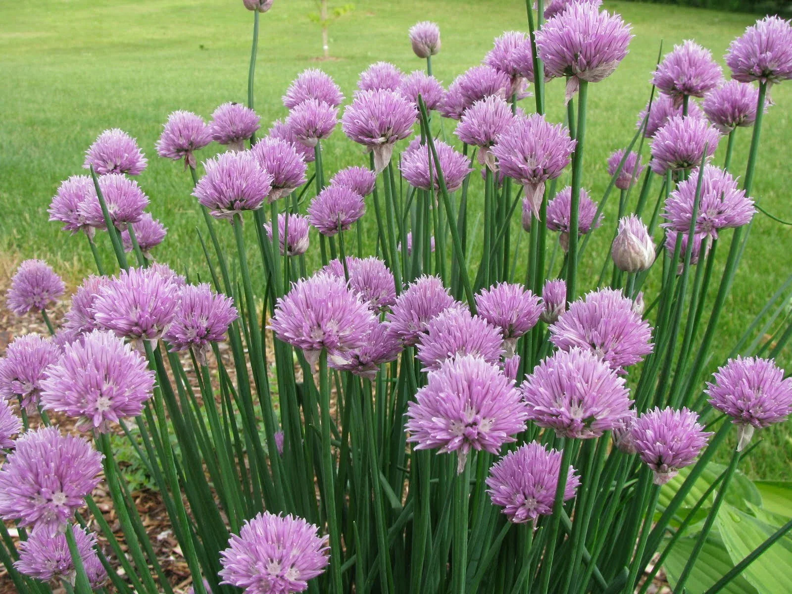 Onion Chives Seeds - 500+ Seeds per Pack - Allium schoenoprasum - Organic Herb Garden Planting