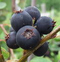 Serviceberry Plant BARE ROOT, Jennybelle Variety, Edible Fruit, Amelanchier obovalis, Zones 5-8, Self-Pollinating