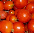 Siberian Tomato Seeds 100+ Pack - Determinate Variety for Vegetable Garden - Solanum lycopersicum
