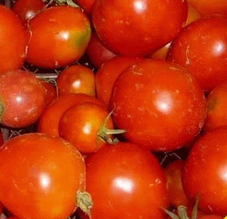 Siberian Tomato Seeds 100+ Pack - Determinate Variety for Vegetable Garden - Solanum lycopersicum