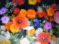 Wildflower Seed Mix - Glorious Color Blend - Dryland Wildflowers - Native Flower Seeds for Pollinators