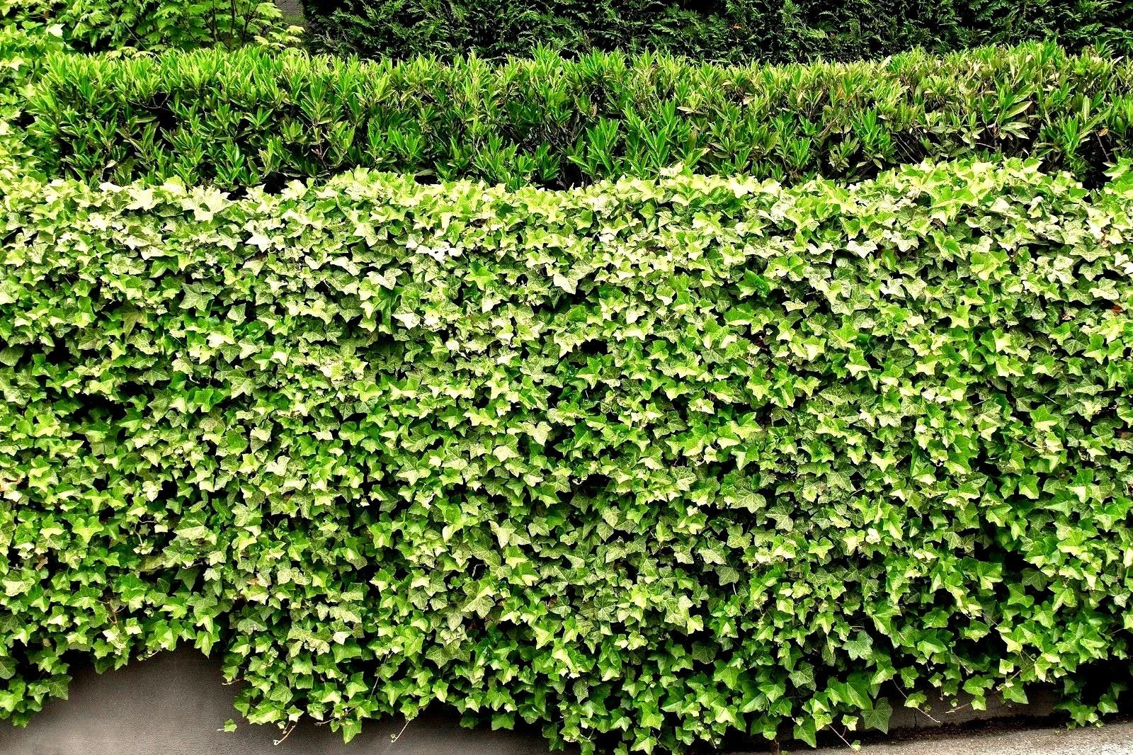 Live English Ivy Roots - 5 Pack - Green Ground Cover for Patio & Lawn - Hedera helix