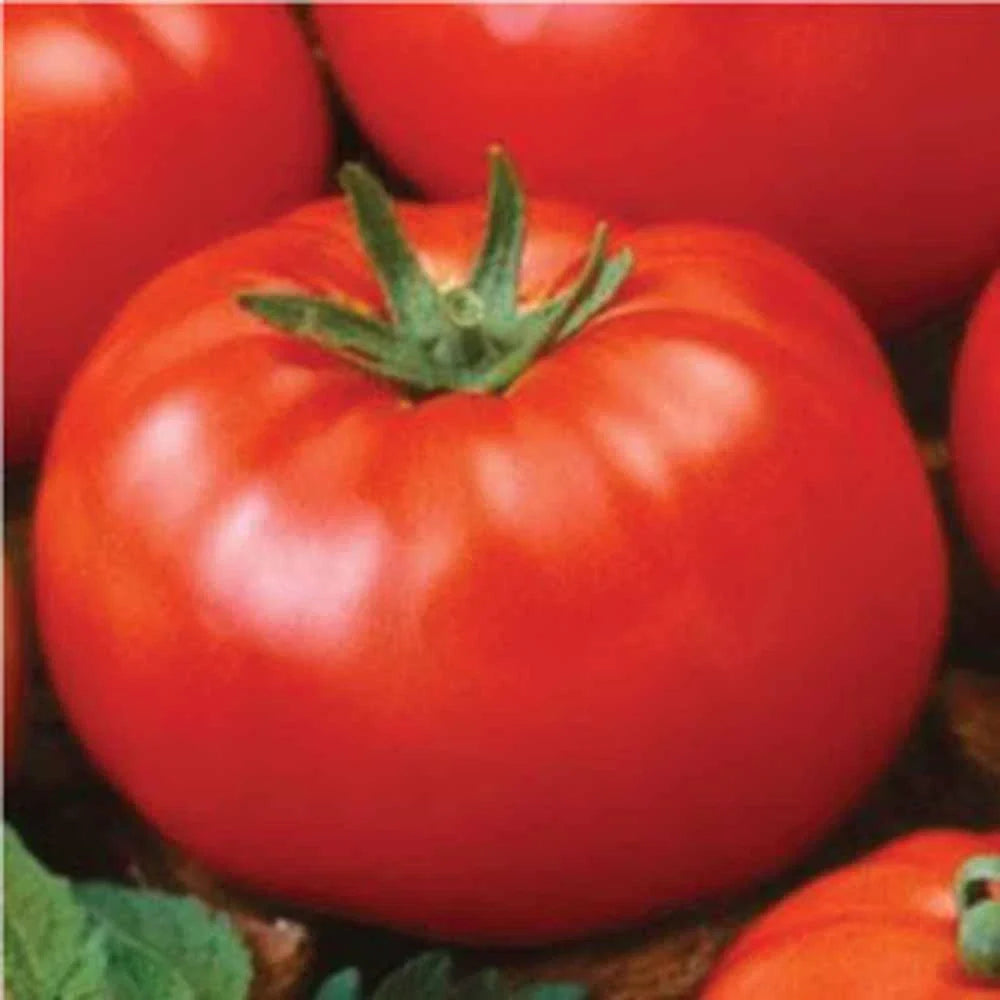 Ace 55 Tomato Seeds - Heirloom, Non-GMO, 500 Seeds - Perfect for Garden Planting - Solanum lycopersicum