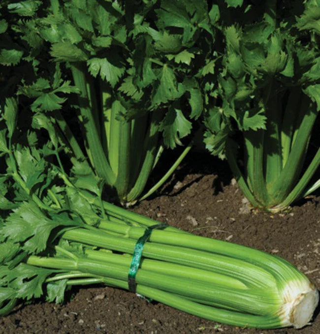Tendercrisp Celery Seed - Fresh Seeds for Planting - Apium graveolens