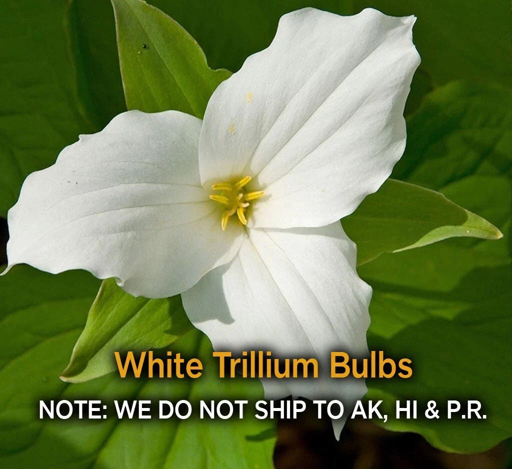 White Trillium Bulbs – 5 Bare Root Native Wildflower Bulbs, Trillium grandiflorum, Zones 3-9