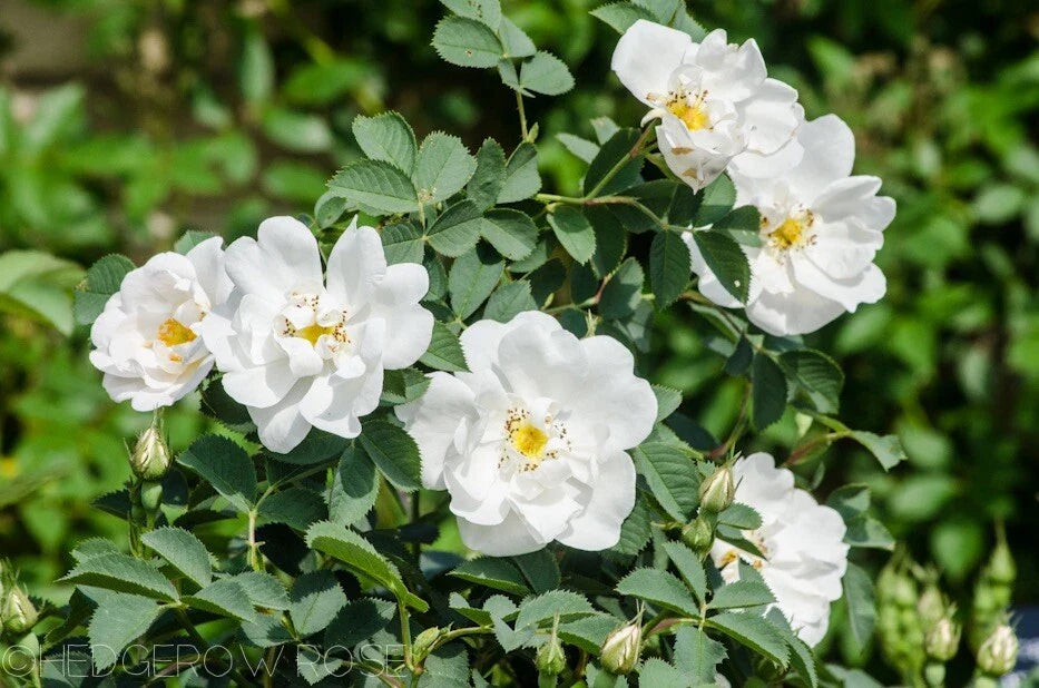 Fragrant Rosa Alba White Rose of York Cuttings - 3 Stem Set, 6-8" Long, Shrub Rose