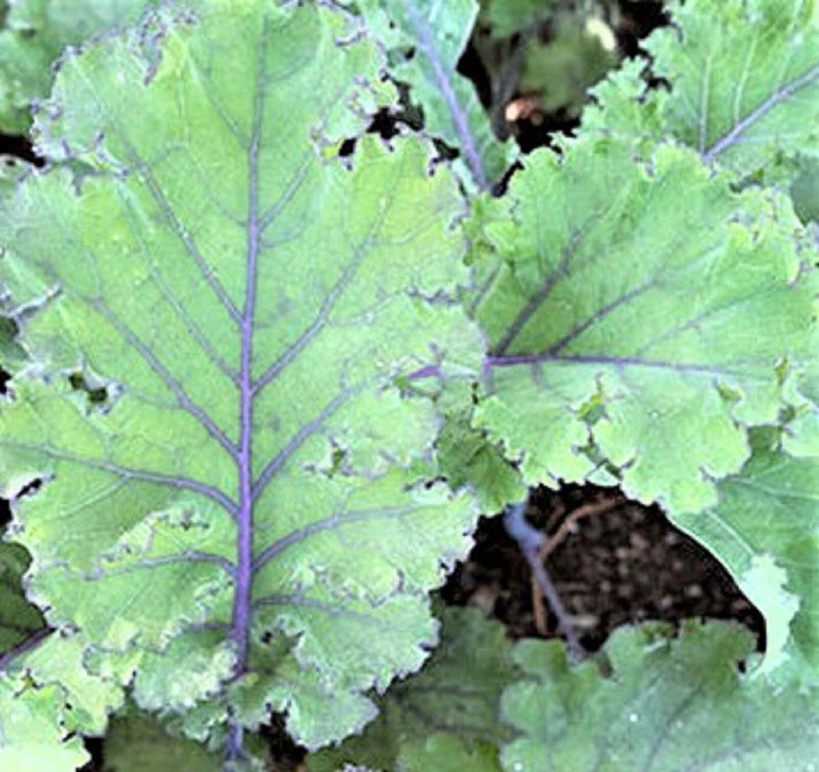 Scarlet Kale Seeds - NON-GMO - 100+ Seeds - Brassica oleracea var. sabellica - Heirloom Vegetable Garden Seeds
