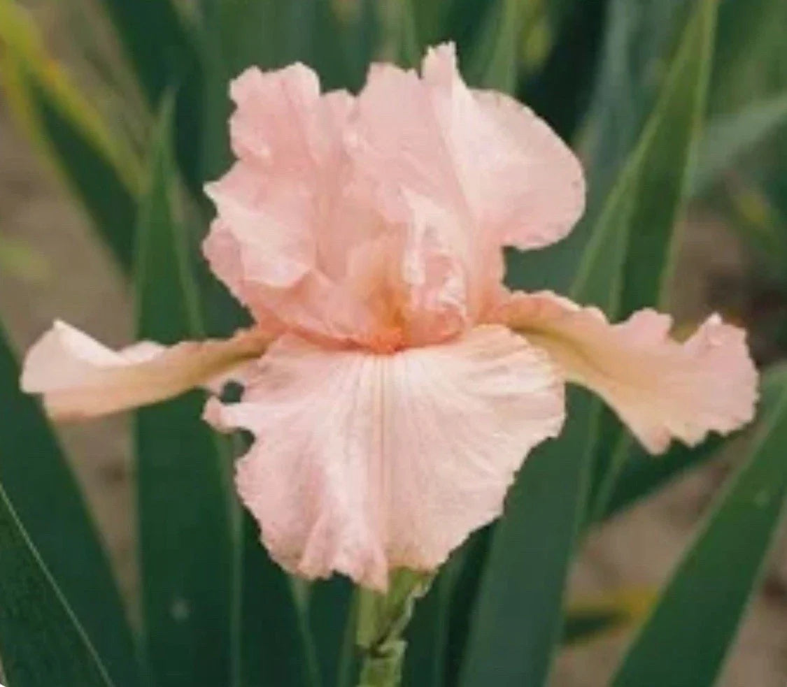 Tall Bearded Iris Bulb - Pink Variety - Freshly Dug - Iris Germanica
