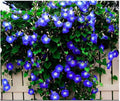 Morning Glory Climbing Vine Seeds - 100 Seeds Packet - Blue/White Varieties - Ipomoea tricolor