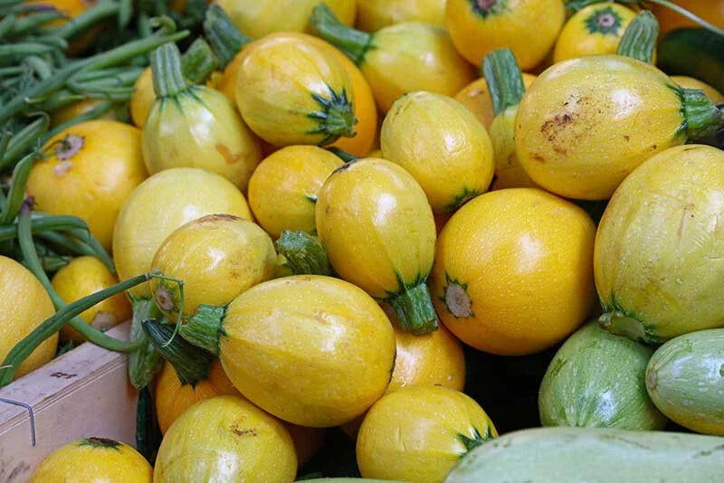 Yellow Globe Squash Seeds - 25+ Pack for Garden Planting - Cucurbita maxima - USA Grown, Non-GMO, Free Shipping
