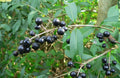 Common Privet Seeds, 20 Pack, European Privet, Ligustrum vulgare, Fast-Growing Hedge Plant for Privacy and Landscaping
