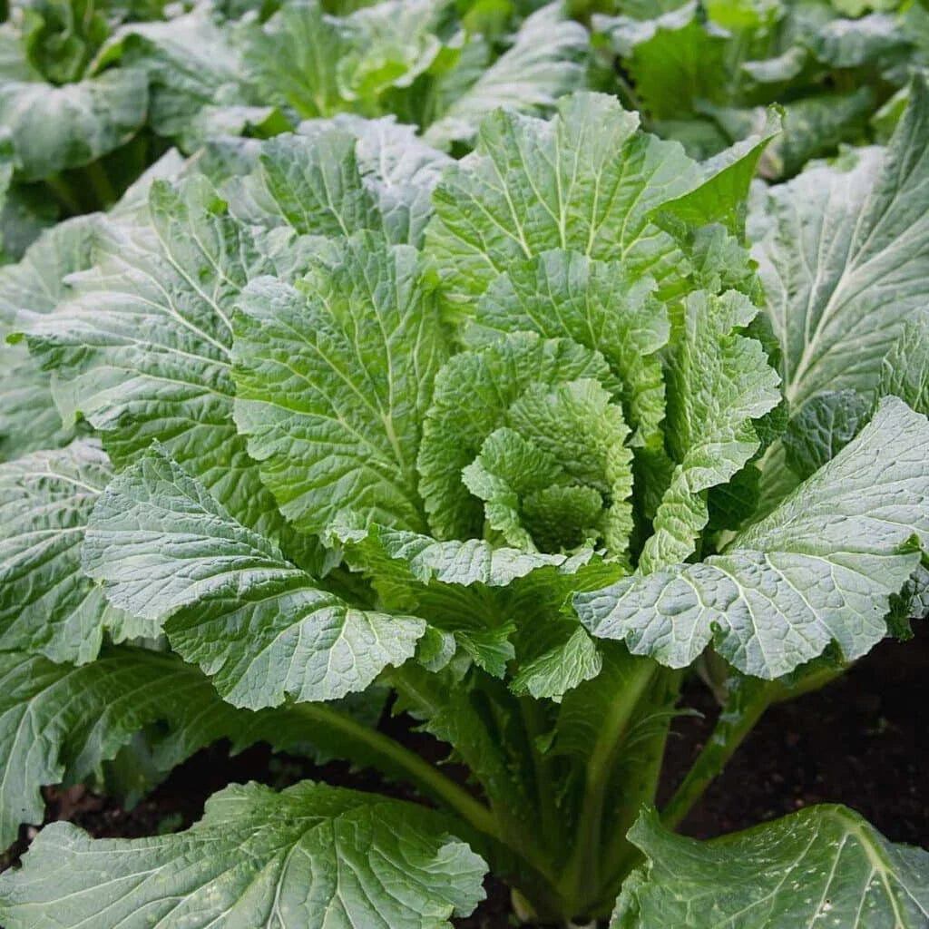 Michihili Cabbage Seeds - 500+ Seeds for Planting - Chinese Flat Variety - Brassica rapa subsp. pekinensis - USA