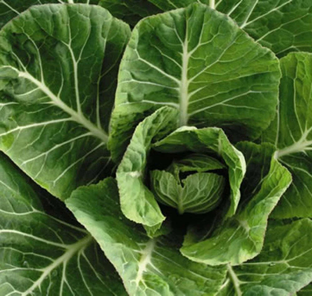 Collard Greens Seeds 500+ Non-GMO Heirloom Vates Variety, Brassica oleracea, USA - Free Shipping