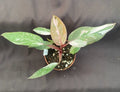Philodendron Pink Princess Marble Rooted Plant 3" Pot