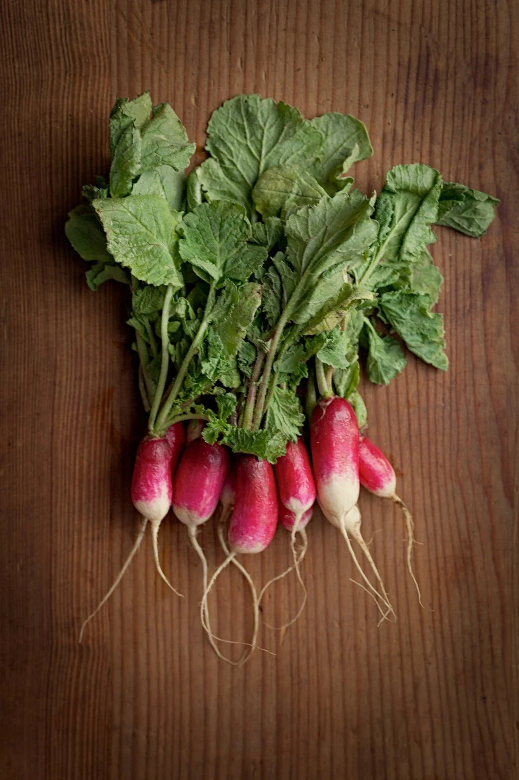 Heirloom French Breakfast Radish Seeds - NON-GMO, Fast Growing, 200+ Seeds, Ideal for Home Gardens, Raphanus sativus