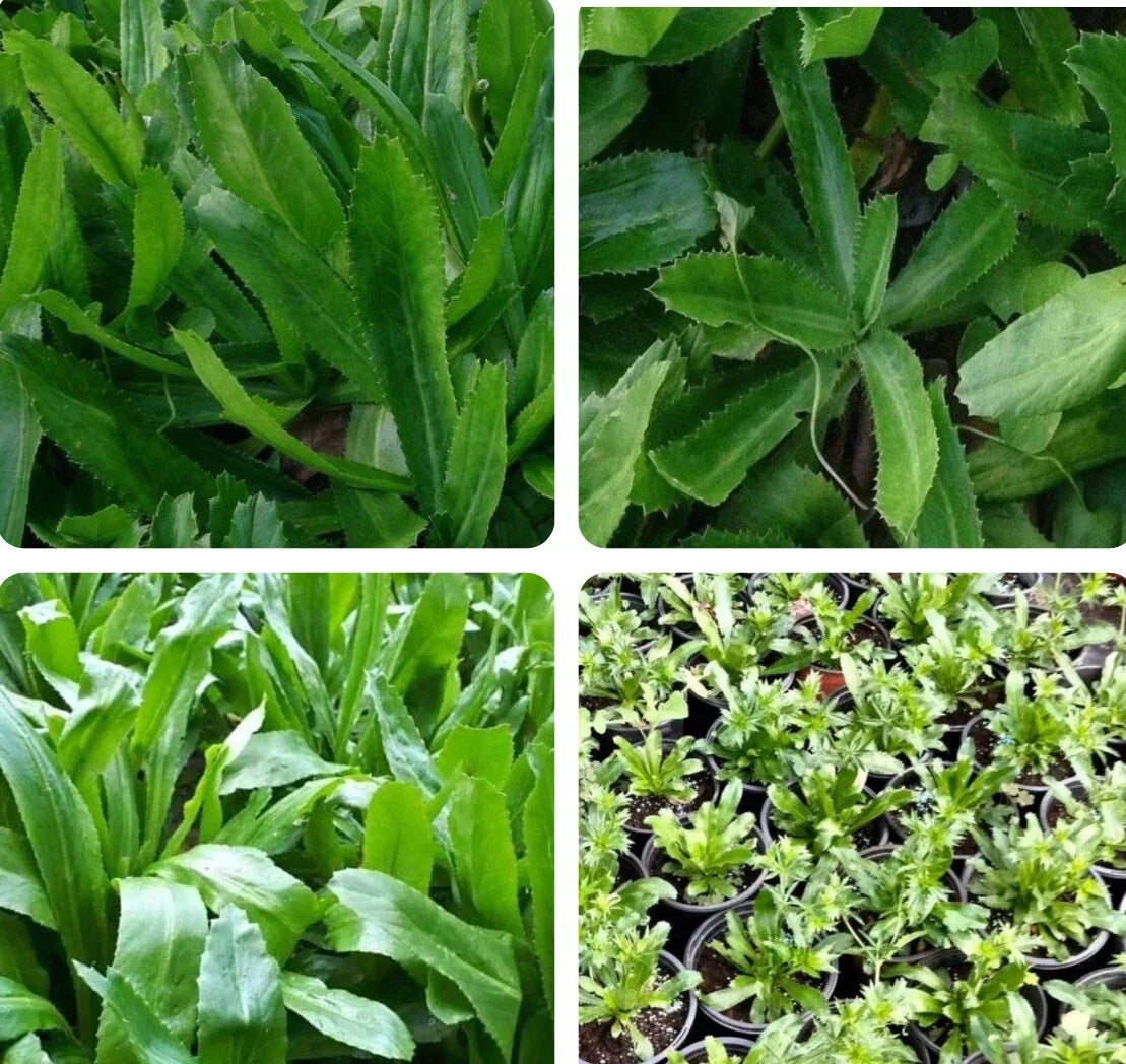 CULANTRO Seeds - 500+ Seeds Mexican Coriander Ngò Gai Recao Chadon Beni (Eryngium foetidum) B2G1 Free