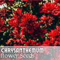 Sublime Cherry Mum Seeds - 200+ Annual Chrysanthemum Flower Seeds - Vibrant Cherry Color, Perfect for Gardens