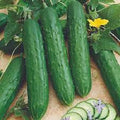 Premium Heirloom Cucumber Seeds - Spacemaster Bush Variety - Ideal for Containers - Cucumis sativus