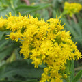 Goldenrod Bare Root Live Plant - Solidago Perennial - Vibrant Yellow Flowering Garden Perennial