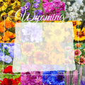 Wyoming Western Wildflower Seed Mix 1/4 Pound Bulk - Covers 800 sq ft - Native Wildflowers for Gardens (Various Species)
